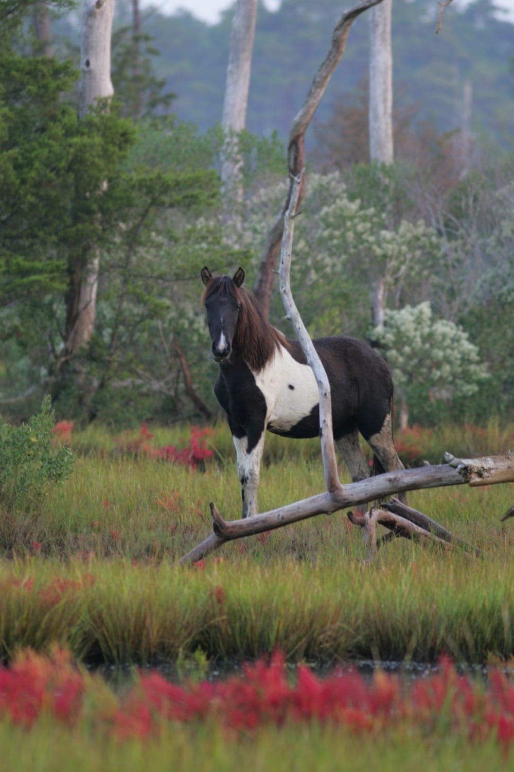 A black and white horse stands among vibrant green grass and red foliage.