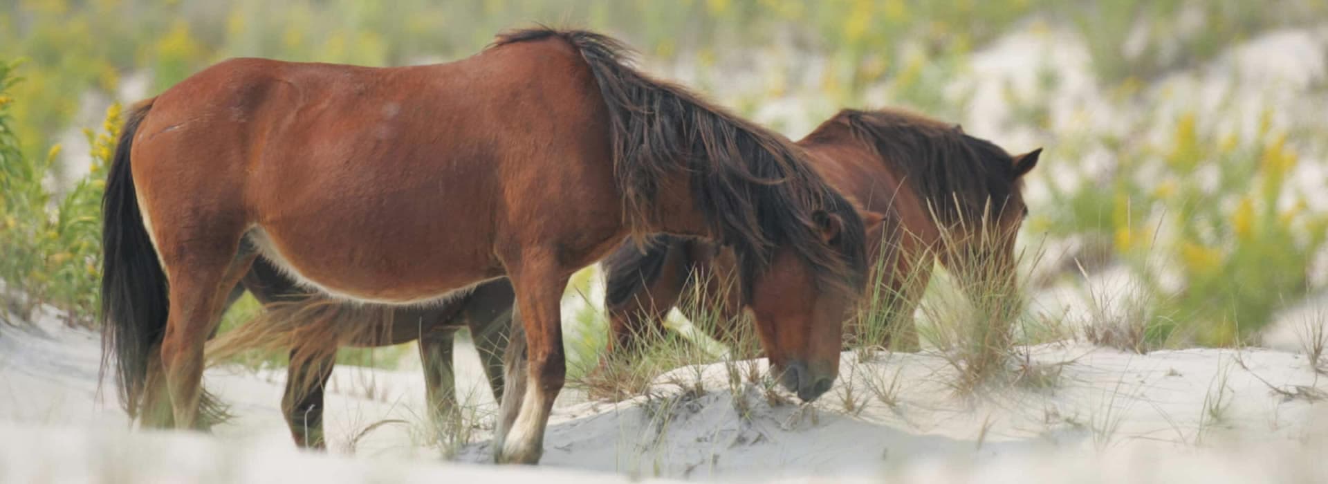 Two brown horses grazing on sandy ground among green foliage.