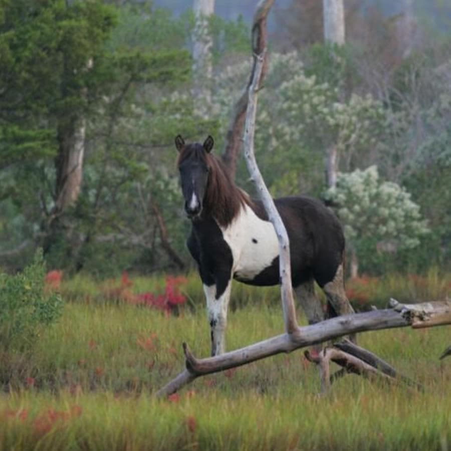 A black and white horse stands among green grass and trees.