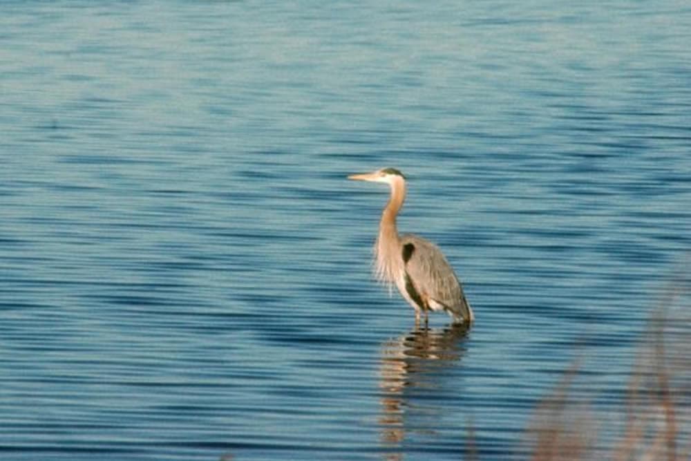A great blue heron stands still in calm blue water.