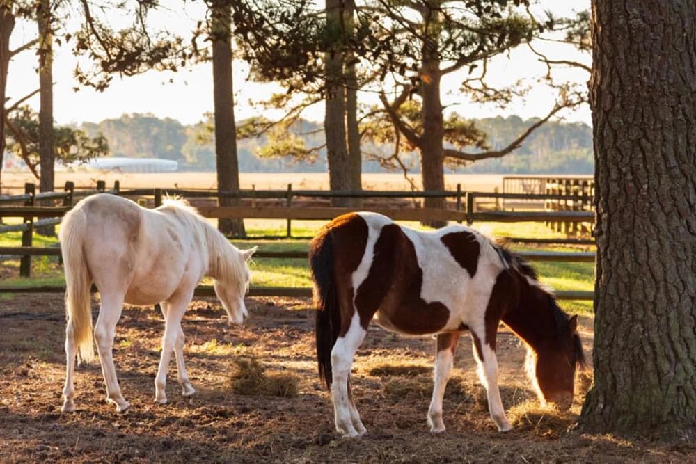 Two horses grazing in a sunlit pasture near a tree.