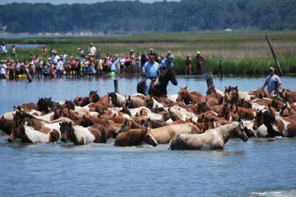 A herd of horses wades through water while onlookers watch from the shore.