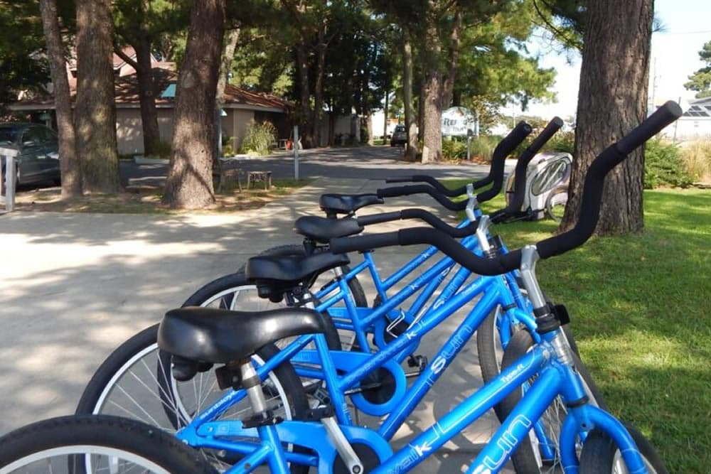 Row of blue bicycles parked along a tree-lined path.