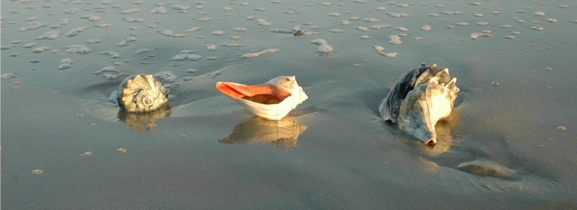 Three seashells resting on a sandy beach with gentle waves nearby.