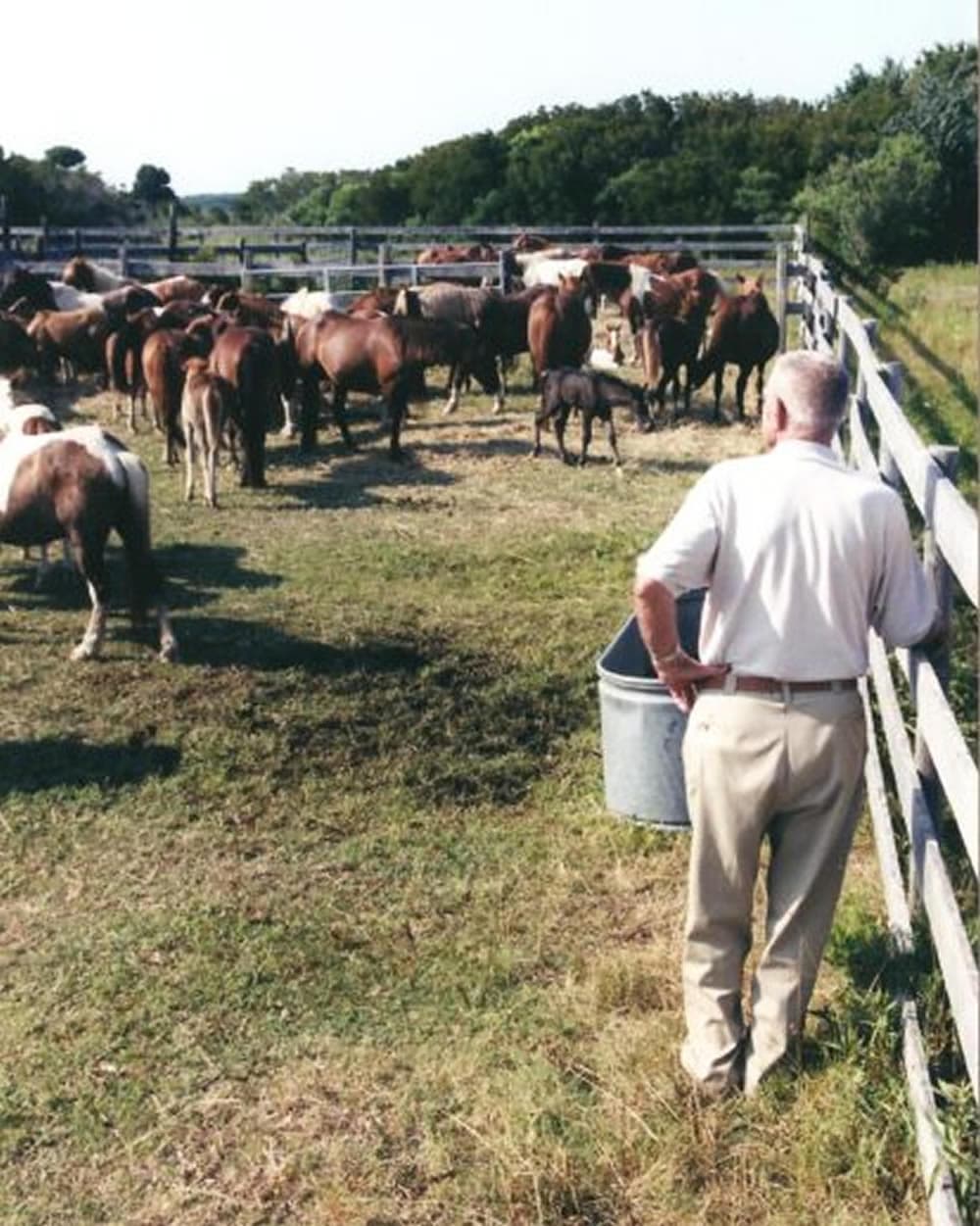 A man stands by a fence watching a herd of cattle in a pasture.