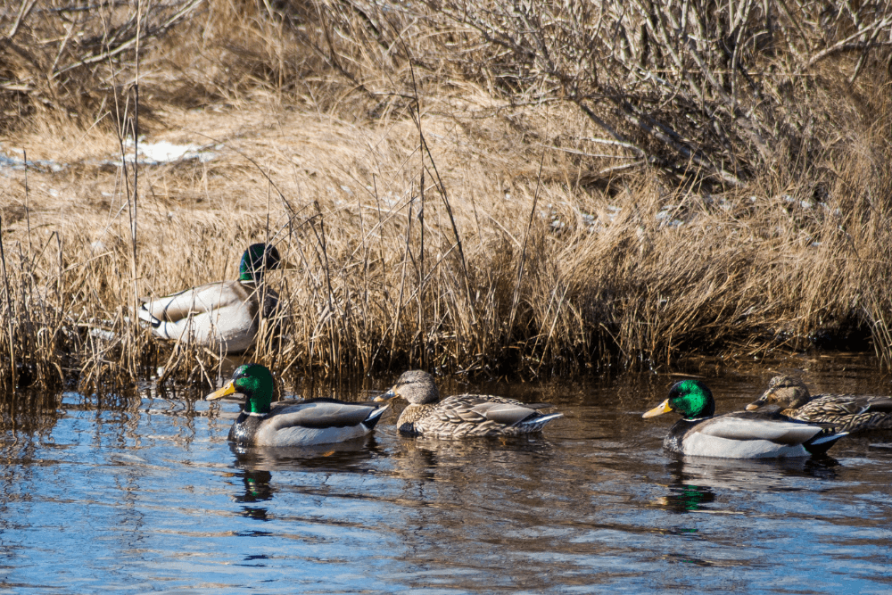 A group of mallard ducks swimming in a pond surrounded by dry grass.