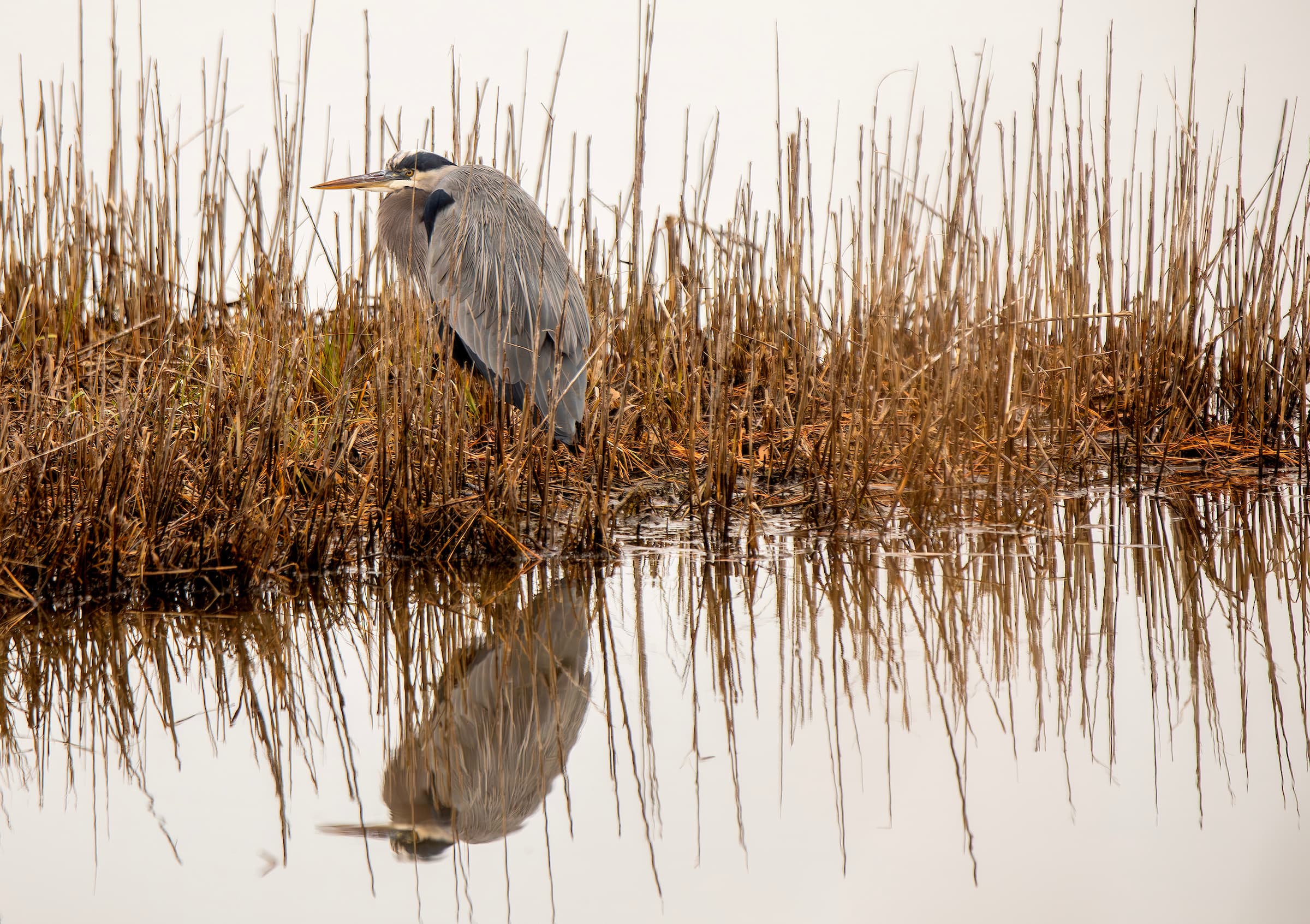 A heron stands in shallow water among tall grasses, reflecting in the calm surface.