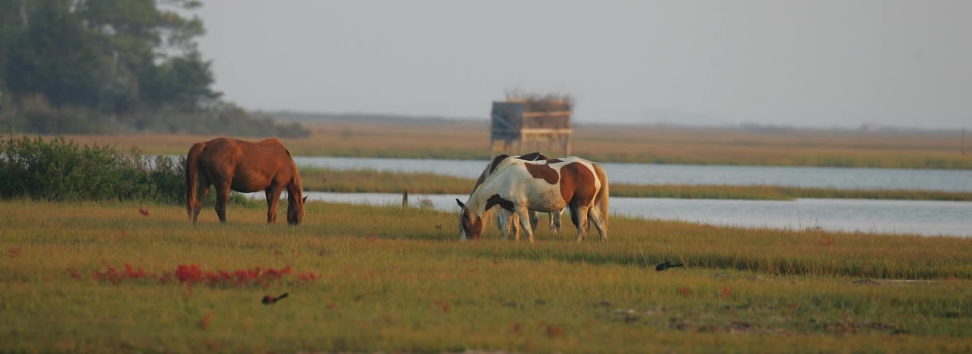 A group of horses grazing in a grassy field near a body of water.