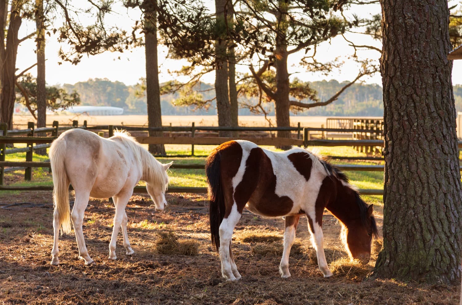 Two horses, one white and one brown with white spots, graze near a tree in a sunny pasture.
