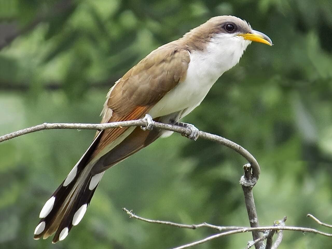 A brown and white bird with distinctive black and white tail feathers perched on a branch. A brown and white bird with distinctive black and white tail feathers perched on a branch.