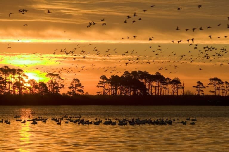 A vibrant sunset lights up the sky as flocks of birds fly over a calm lake with silhouettes of trees in the background.