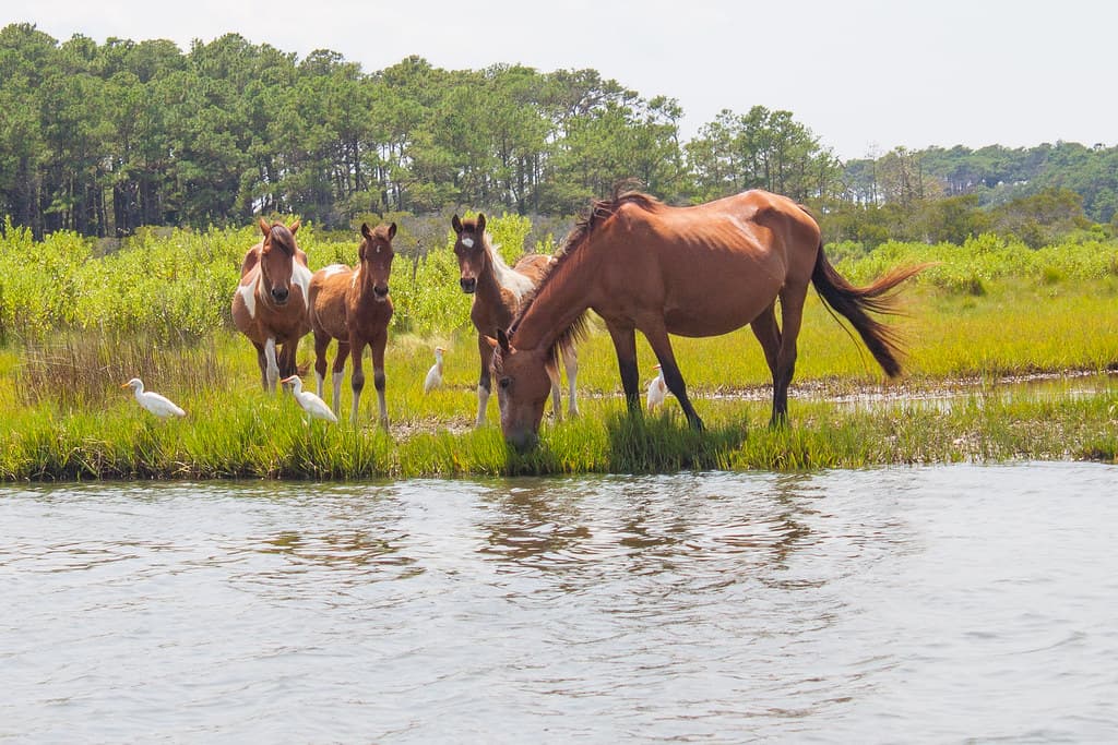 A group of horses stands by a water's edge surrounded by greenery. A group of horses stands by a water's edge surrounded by greenery.