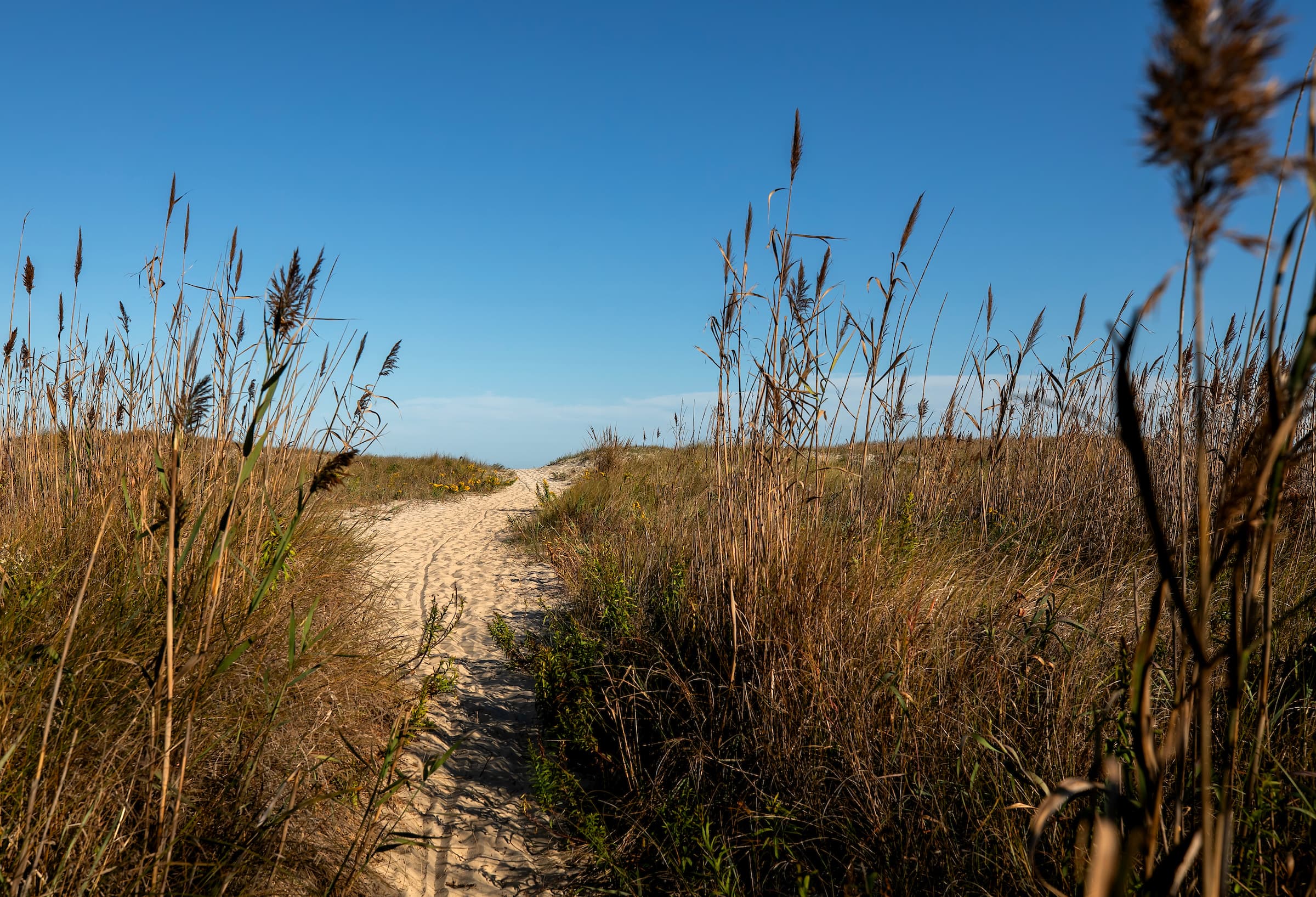 Pathway leading through tall grass to a clear sky. Pathway leading through tall grass to a clear sky.