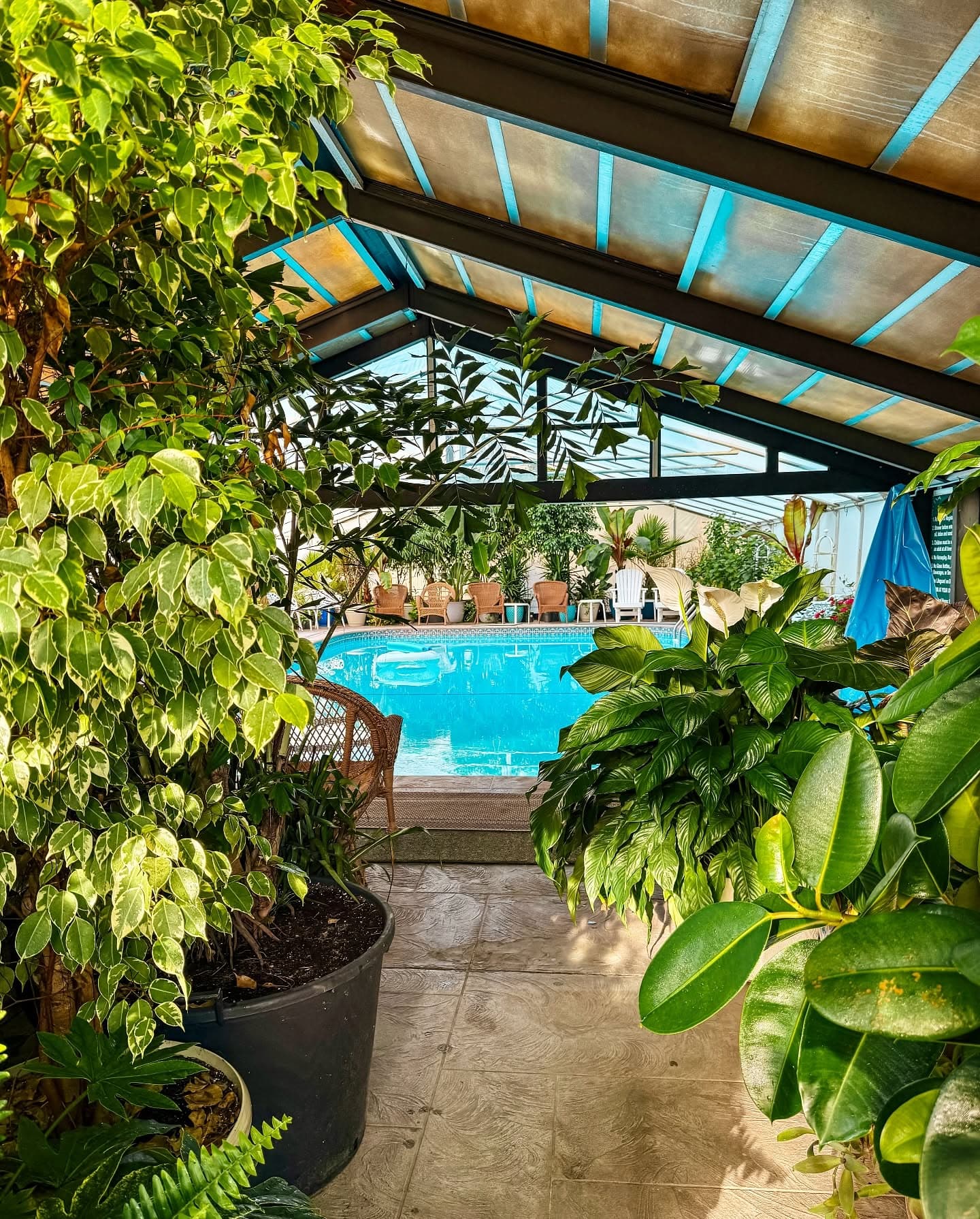 A view through lush greenery toward a sparkling pool under a covered patio.