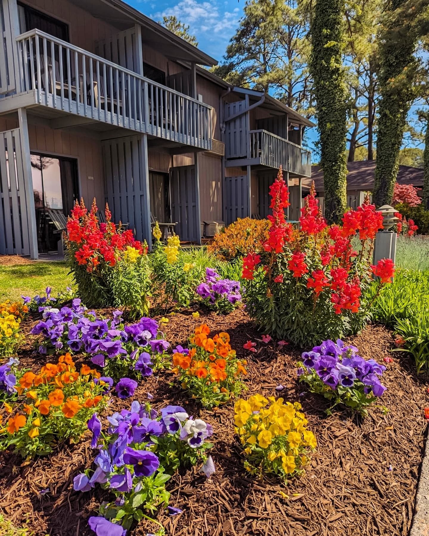 A vibrant flower garden with red, purple, and orange blooms in front of two-story wooden buildings.