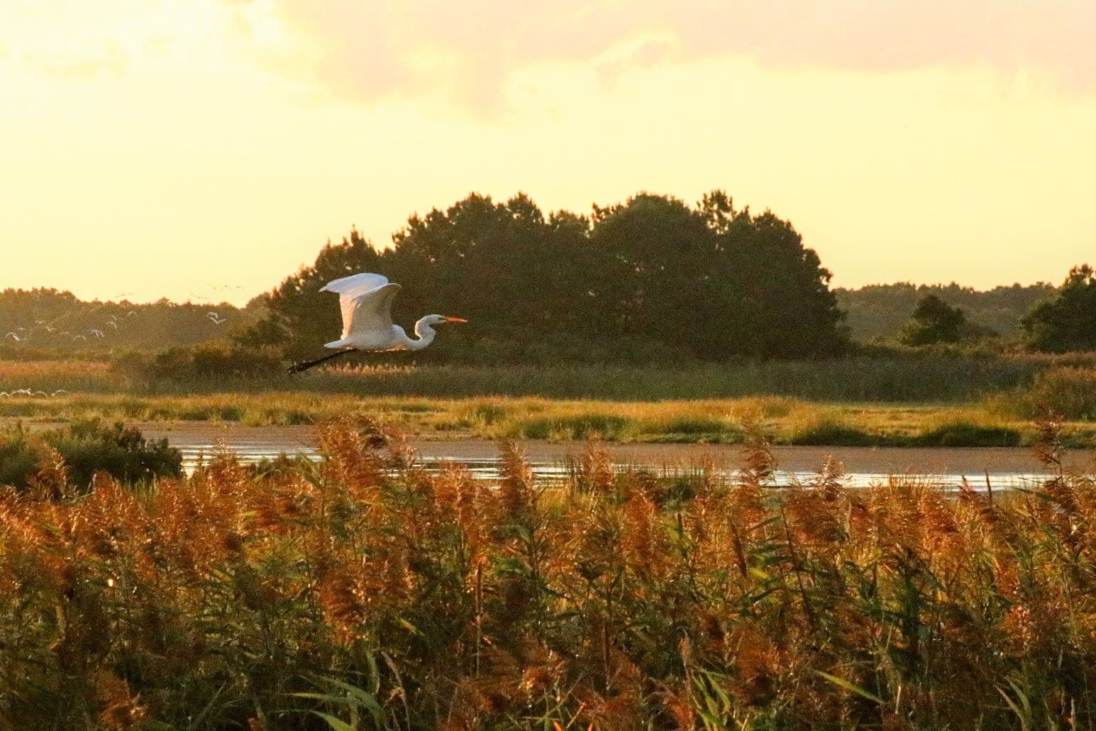 A great egret flies over a lush, golden landscape at sunset. A great egret flies over a lush, golden landscape at sunset.