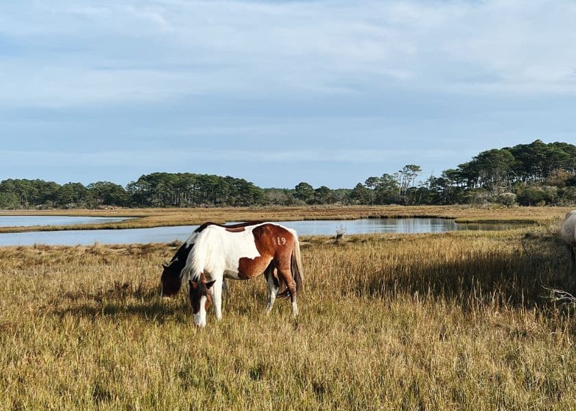wild pony grazing in a grassy marsh beside calm water and distant trees wild pony grazing in a grassy marsh beside calm water and distant trees