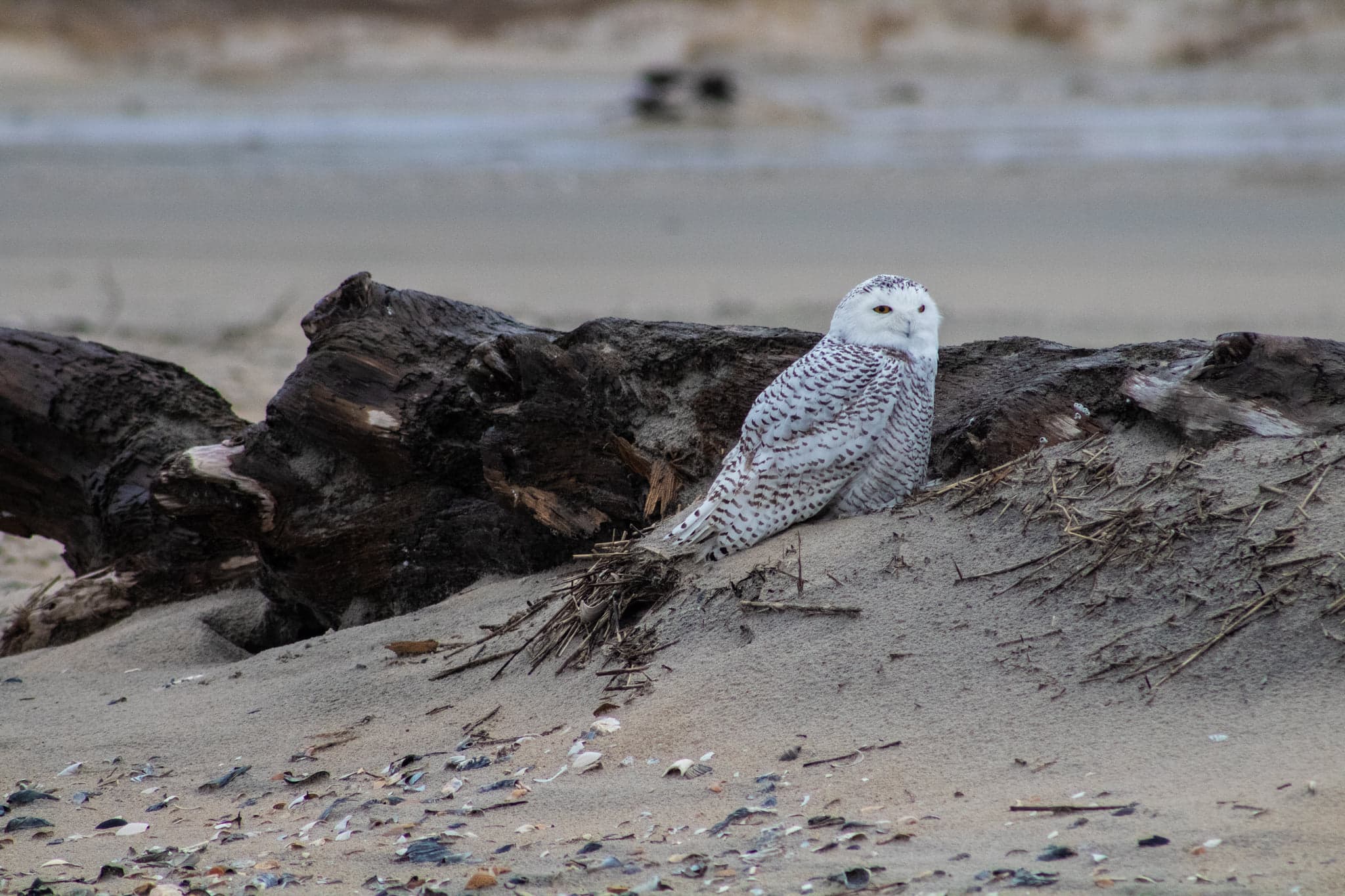 Snowy owl on the beach near a shipwreck on Chincoteague National Wildlife Refuge in 2021. Snowy owl on the beach near a shipwreck on Chincoteague National Wildlife Refuge in 2021.
