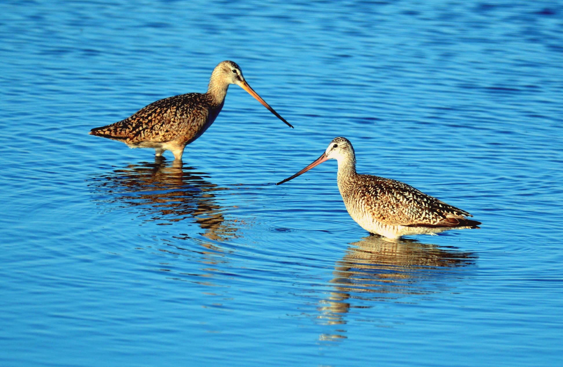 Two marbled godwits wade against bright blue water Two marbled godwits wade against bright blue water