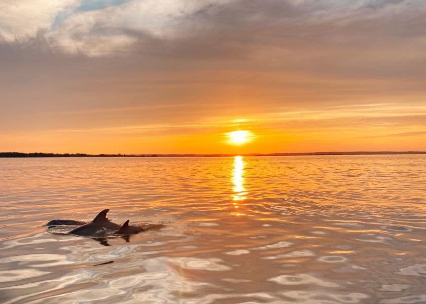 dolphins swimming in calm ocean water at sunset on chincoteague island dolphins swimming in calm ocean water at sunset on chincoteague island