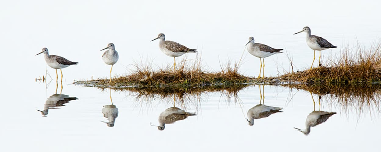 mixed flock of shorebirds along a wading pool at chincoteague national wildlife refuge mixed flock of shorebirds along a wading pool at chincoteague national wildlife refuge