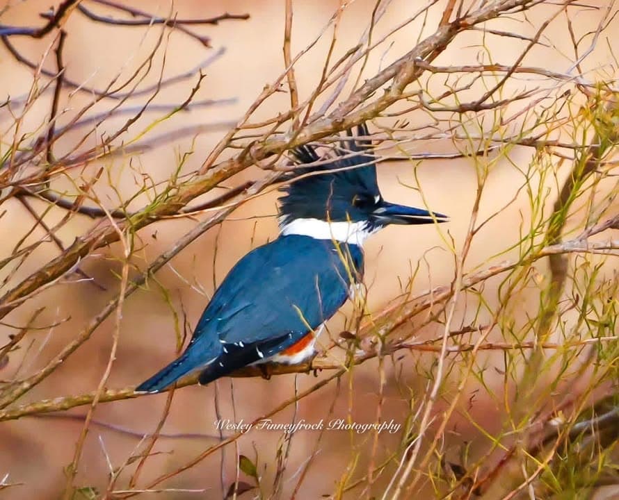 Wesley Finneyfrock photo: Gorgeous, striking Kingfisher posing on bare branches with just a hint of green. Wesley Finneyfrock photo: Gorgeous, striking Kingfisher posing on bare branches with just a hint of green.